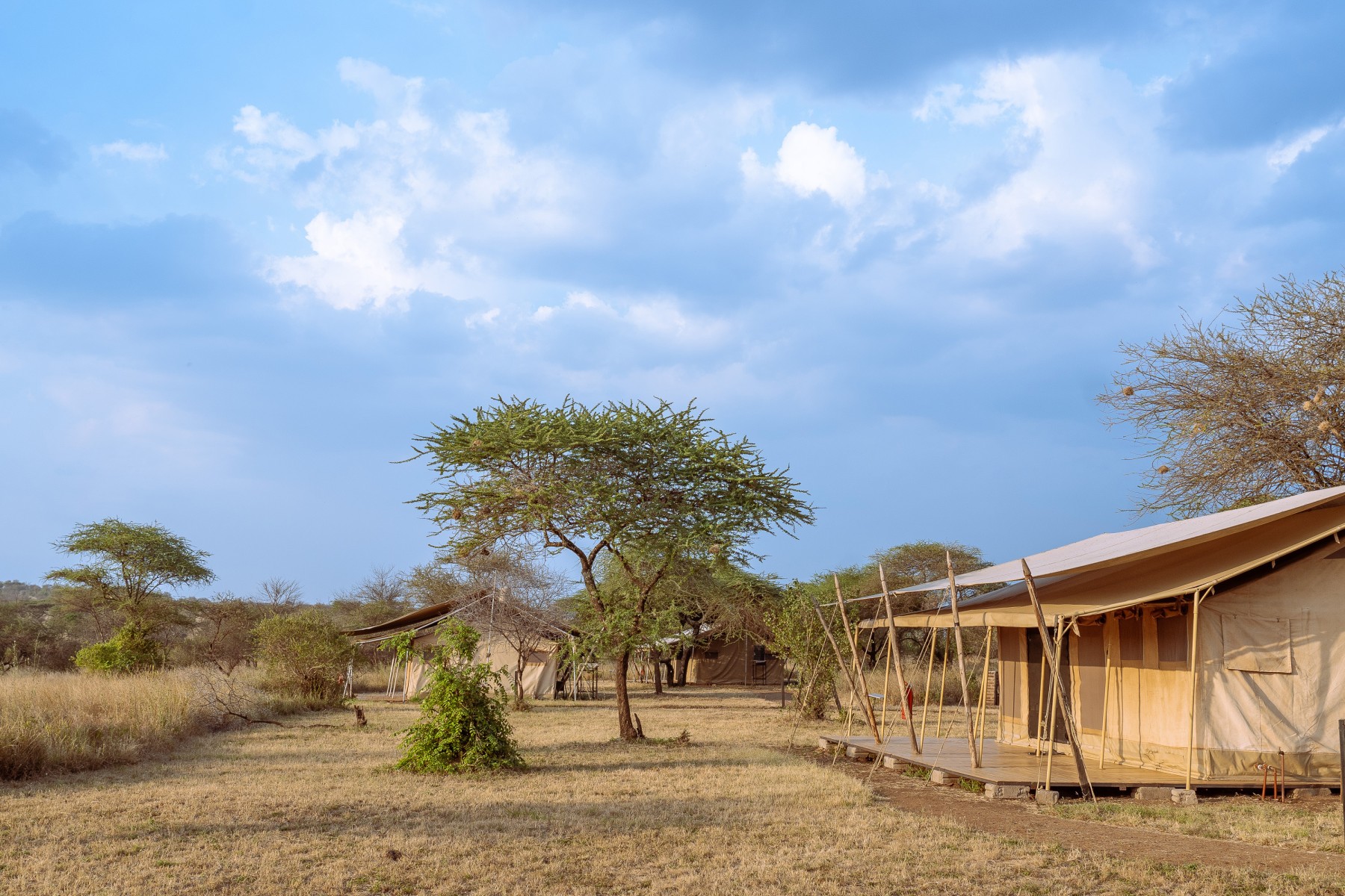 Whisper Serengeti