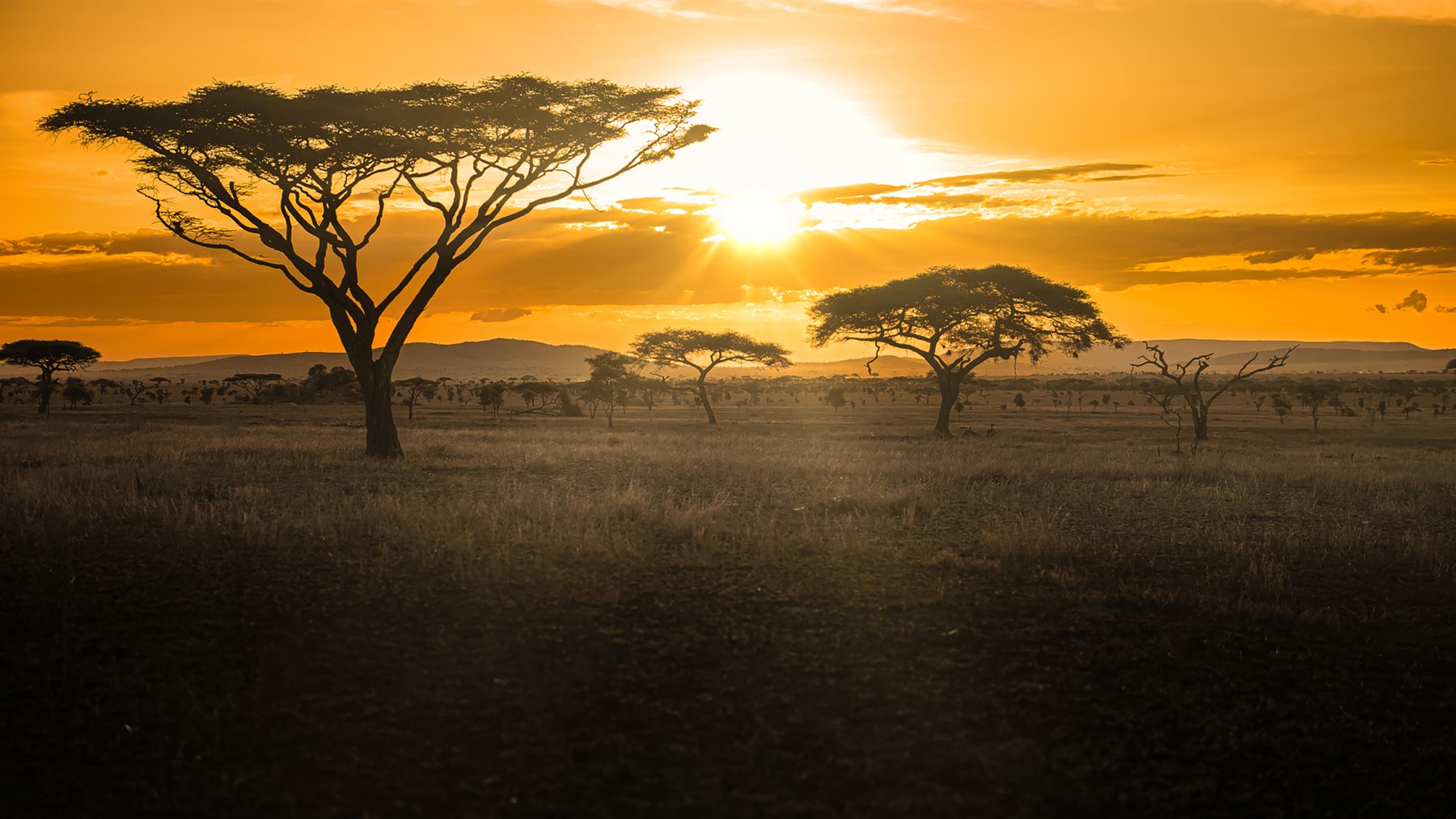 Siringit Serengeti Camp