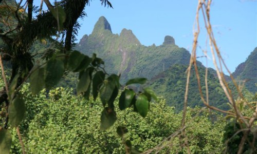 Combiné Tereia
