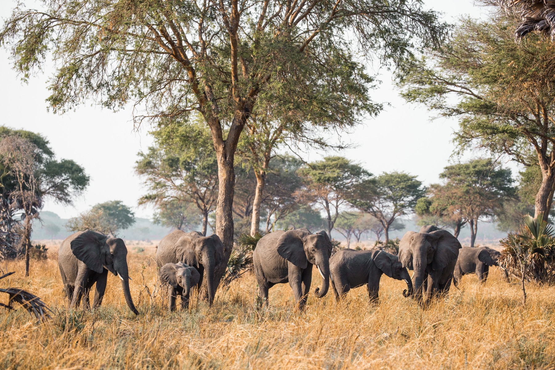 Safari Sokwe