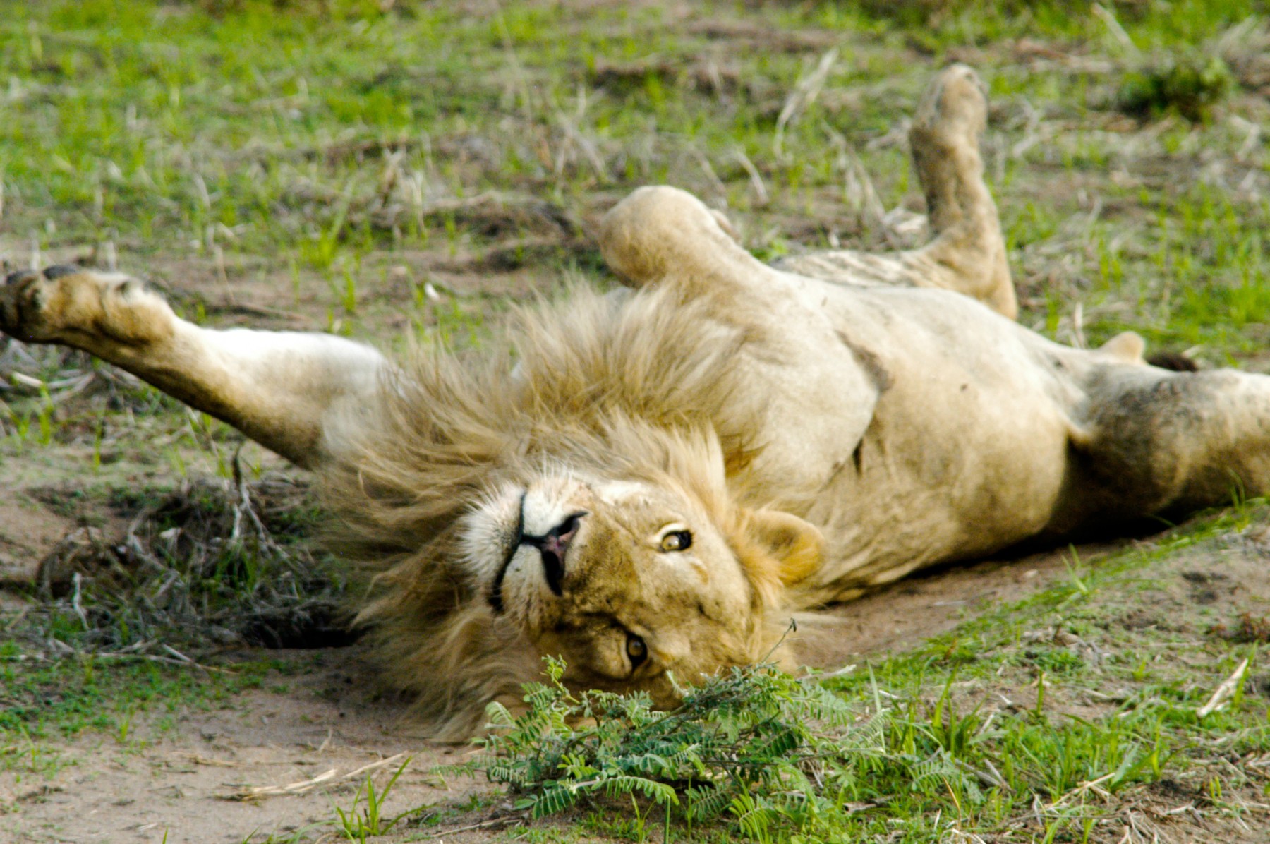 Safari Sokwe