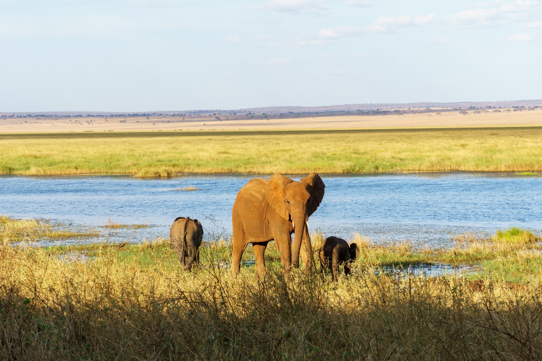 Safari Tembo