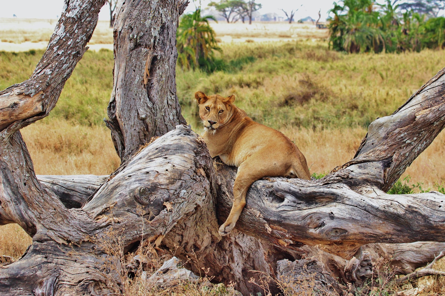 Safari Duma