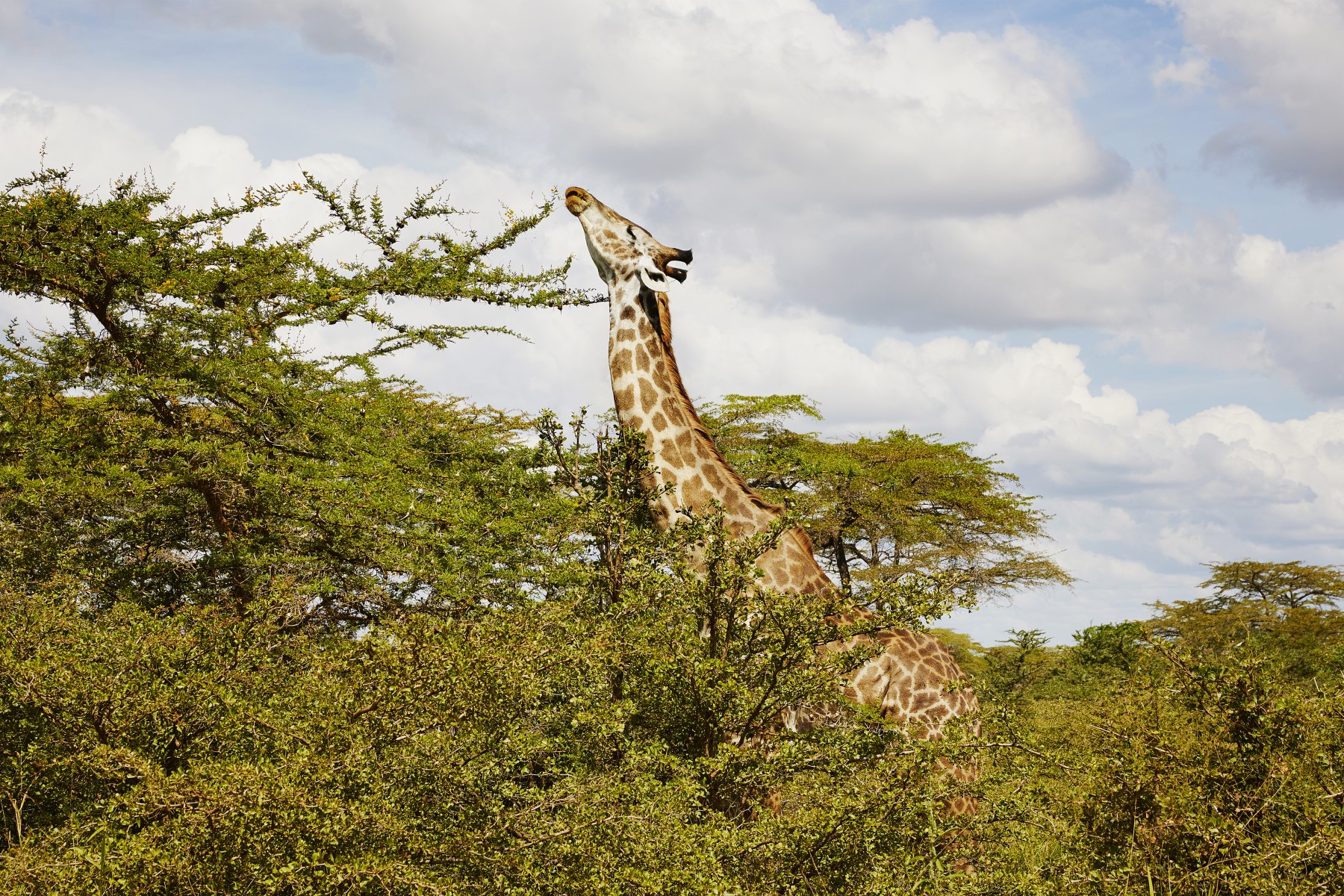 Safari Twiga